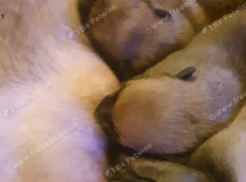 Bullherder x Dutch shepard puppies