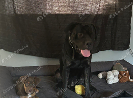 Rottie cross Doberman