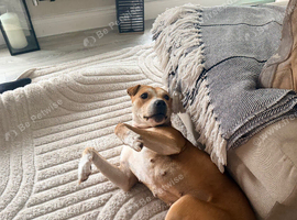 Staffy cross age 3 female looking for a home