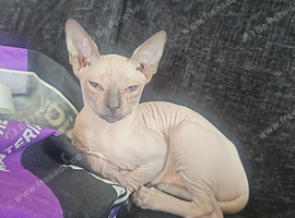 Full white hairless Sphynx