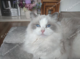 Ragdoll kittens due