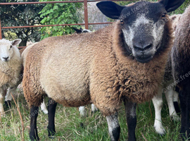 2 X Blue texel ram lamb 1 x pure Dutch spotted