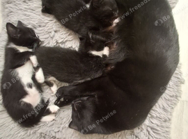 Beautiful, healthy kittens looking for a loving home!