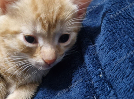 Beautiful female ginger kitten