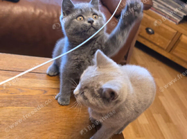 Pedigree BSH short hair