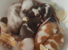 beautiful mice
