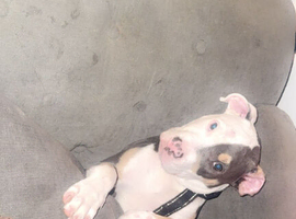 American Bully Puppy.