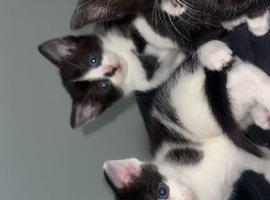 beautiufl black and white kittens