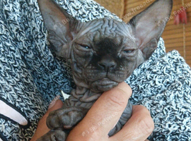 canadian sphynx
