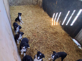 Border Collie Pups for Sale