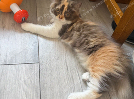 Pedigree British Longhair chocolate tortie girl .TICA registered️ Ready now