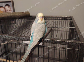 Pair of budgies
