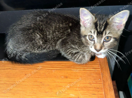 12 weeks dark tabby boys