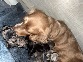 6 beautiful long haired dachsunds