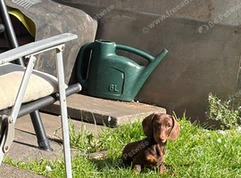 14 week old miniature dachshund