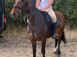 13.3/14h one in a million safe pony