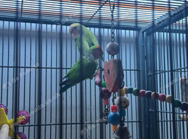 Young Love Birds