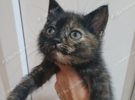 Kittens