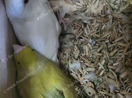 Pair of parrotlets