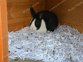 Dutch bunnie for sale
