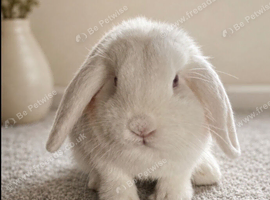A Male Miniature Lop