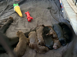Flat coated retriever puppies