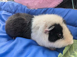 Gorgeous teddy boar 8 months old