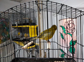 Fife Canary Male 2026 bred