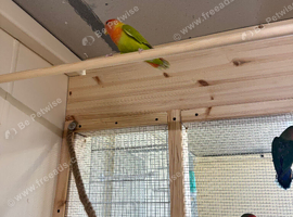 Wanted adult male peach face love bird