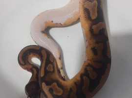 Low white leopard pied female hatching