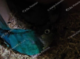 Proven breeding pair of blue conures
