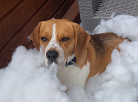 Otis - 4 years old