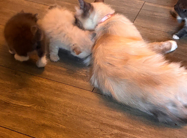 Ragdoll/bengal kitten