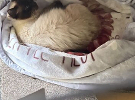 1.5 year old ragdoll/ kittens for sale