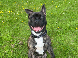 French bulldog/staffie cross