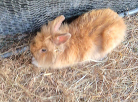 2 females around 8 months old