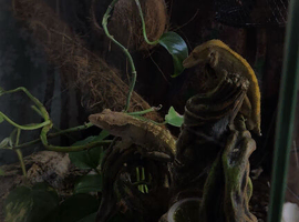 Crested gecko
