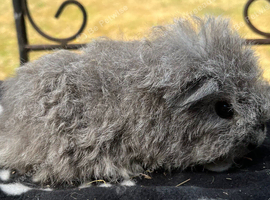 Texel boy guinea pigs