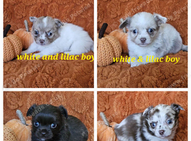 Long haired Choc & Choc Merle pups, Russian dad...