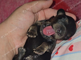 6 miniature dachshund puppies