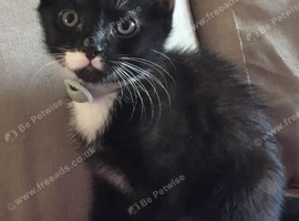 10 week old kittens