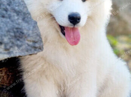 Samoyed puppy KC