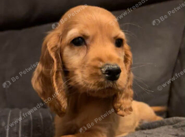 Cocker Spaniel Puppies ready now