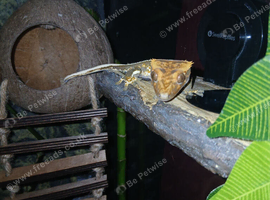 2 year old male crested gecko for sale - read desc