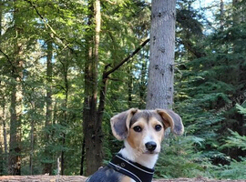 5 month male beagle x sheltie collie