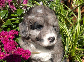 Chocolate Merle SaintBerdoodle, Beautiful Rare F1 READY NOW!!!!