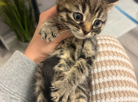 Beautiful kittens looking for a home