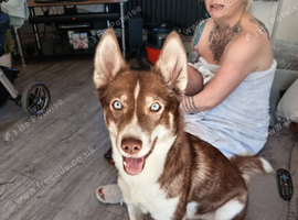 Half husky beautiful trained dog