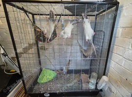 5 x 10 months old male rats with large Savic cage