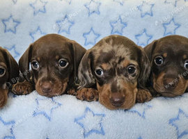 Stunning True Minis * BOYS ONLY * READY NOW*